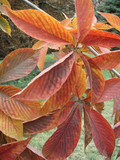 Aesculus glabra feuille automne
